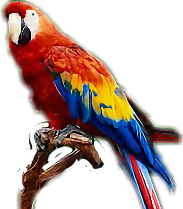 guacamayo png 10 free Cliparts | Download images on Clipground 2021