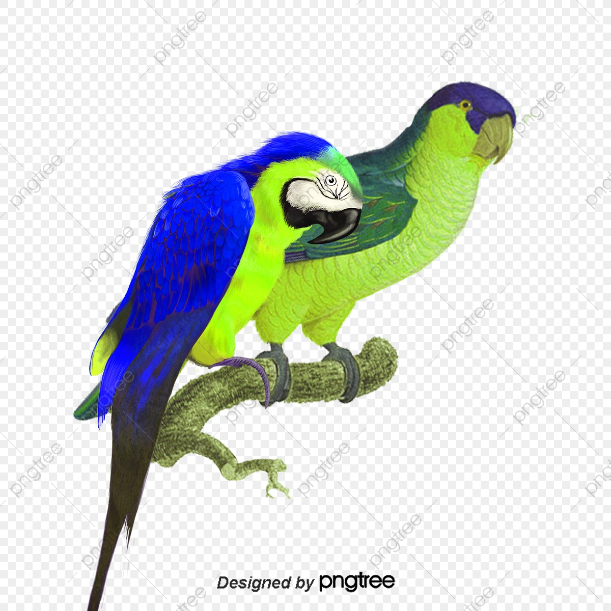 Guacamayo Azul, Vector, Azul, Guacamayo PNG y Vector para Descargar.