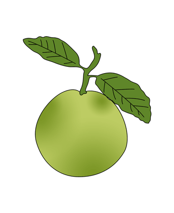 Guava Cartoon Clipart.