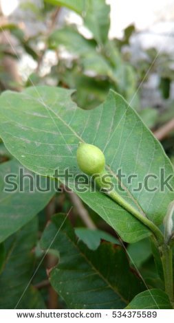 Guava Flower Stock Images, Royalty.