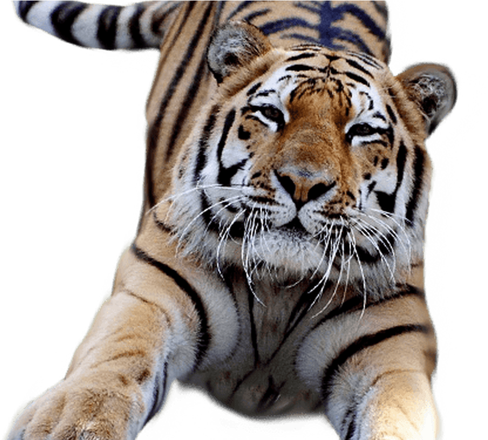 Download White Tiger Clipart Transparent Pencil And In Color.