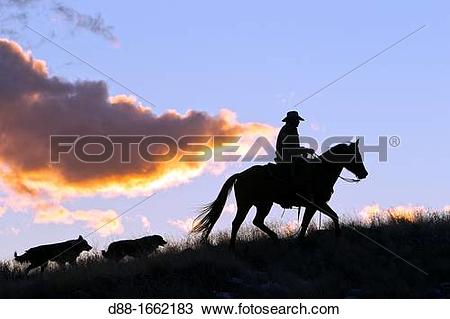 Stock Photo of Cowboy, The Hideout Guest Ranch, Shell, Wyoming.