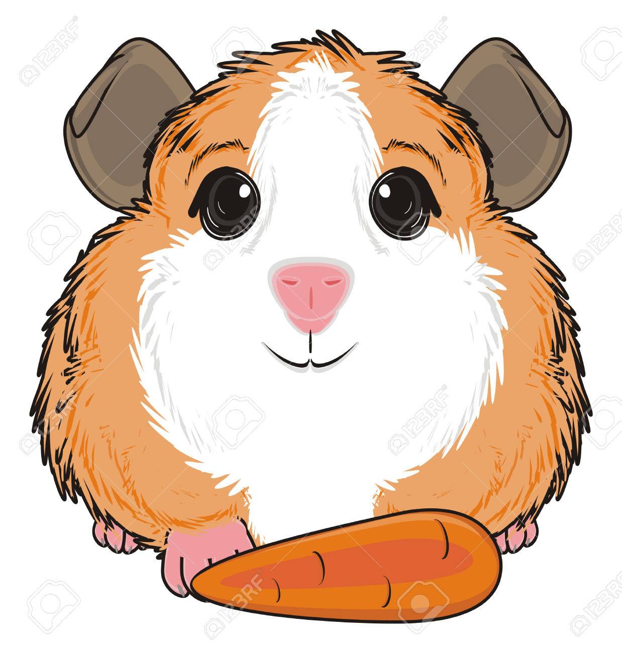 guinea pig sit with carrot.