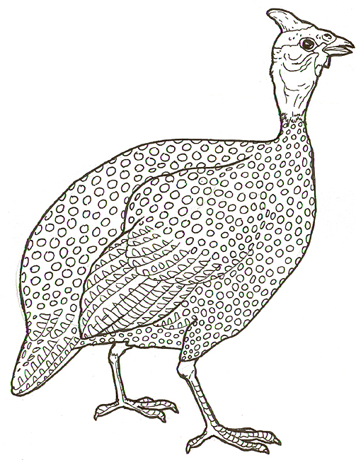 Guinea Fowl Clip Art.