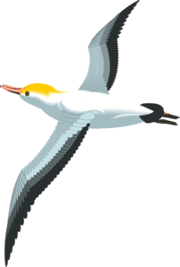 Flying Sea Gull Clip Art at Clker.com.
