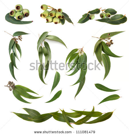 Eucalyptus Flower Stock Images, Royalty.