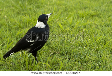 Australian Magpie Banco de imágenes. Fotos y vectores libres de.