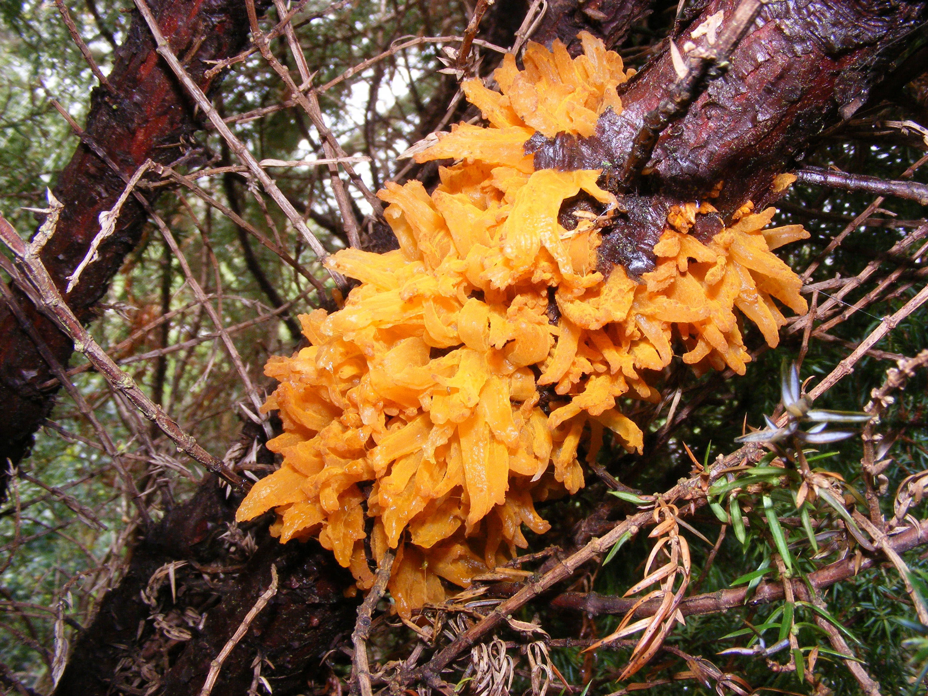 Gymnosporangium sabinae (Fungi and Lichens) by Graeme on.