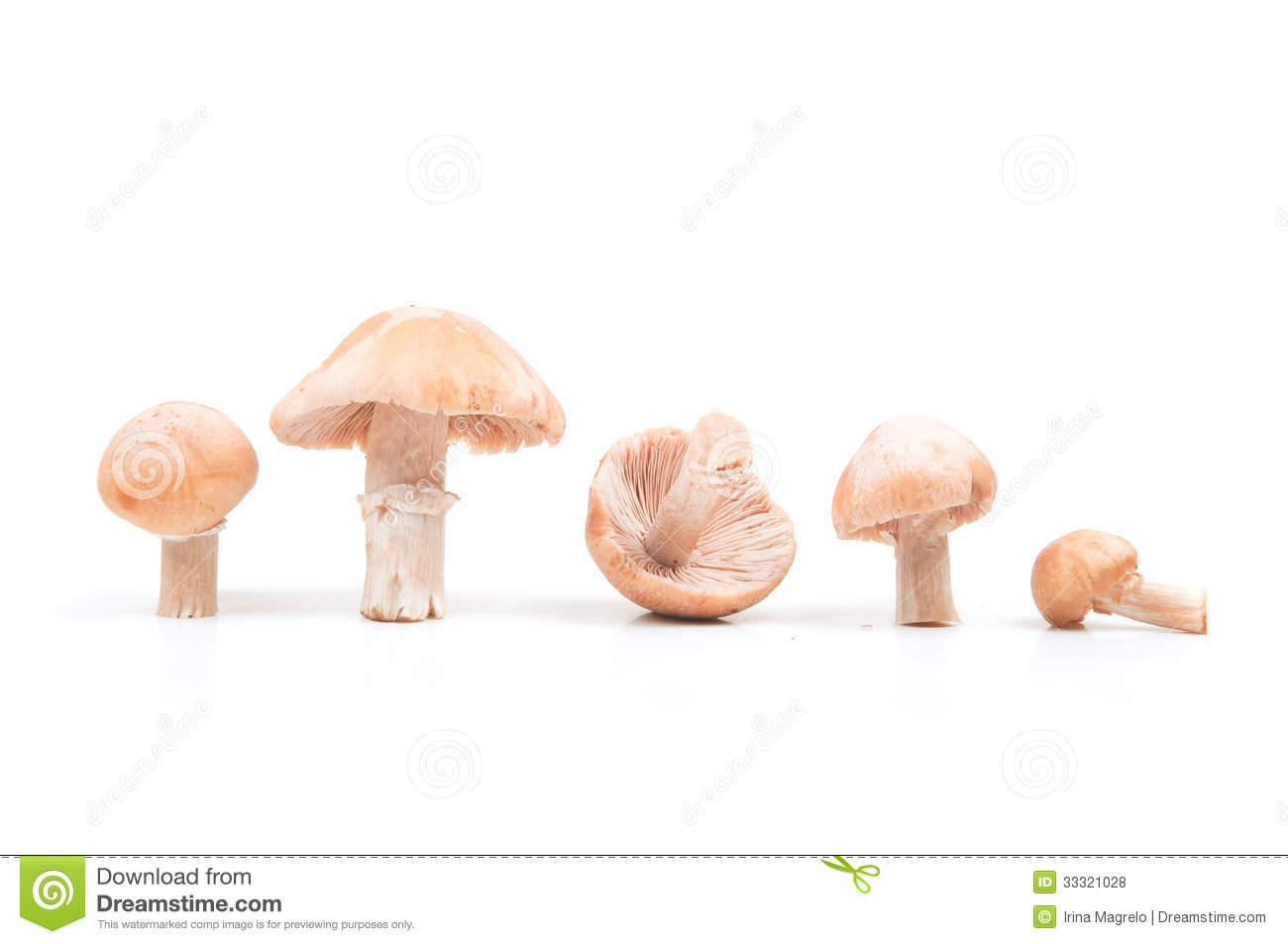 Gypsy Mushroom Isolated On White Stock Photo. Gypsy Mushroom Isolated On White Stock Photo.
