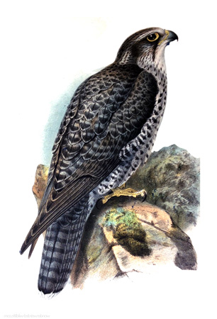 Animal Illustrations Falcon Picture,Victorian & Vintage Falcon Images.