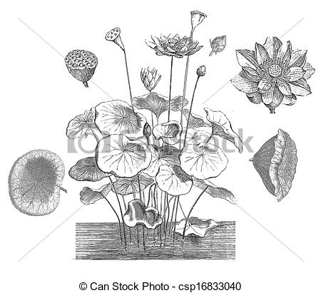 EPS Vector of Sacred lotus (Nelumbo nucifera).