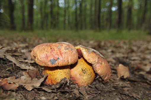 Boletes.