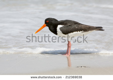 Oystercatcher Bird Haematopus Ostralegus Making Warning Stock.