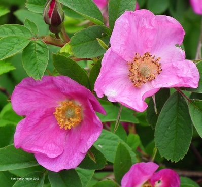 Dog rose free stock photos download (3,122 Free stock photos) for.