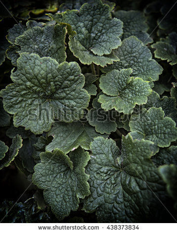Hairy Leaves Stock Photos, Royalty.