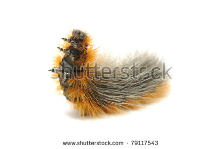 &quot;hairy Caterpillar&quot; Stock Photos, Royalty.