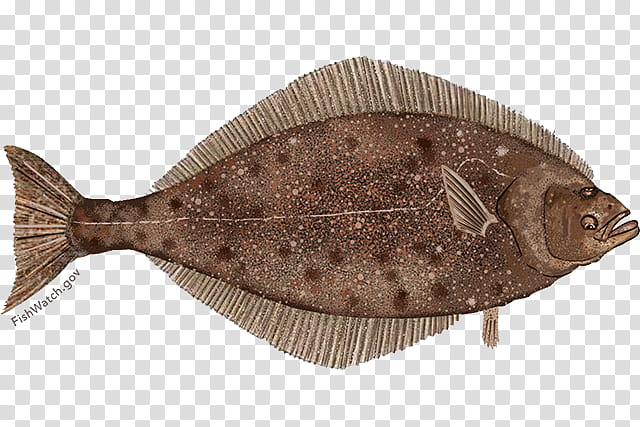 Pacific Halibut transparent background PNG cliparts free.