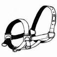 Horse halter clipart in halter horse clipart collection.