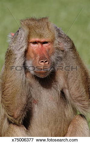 Picture of Hamadryas Baboon (Papio hamadryas) covering ears.