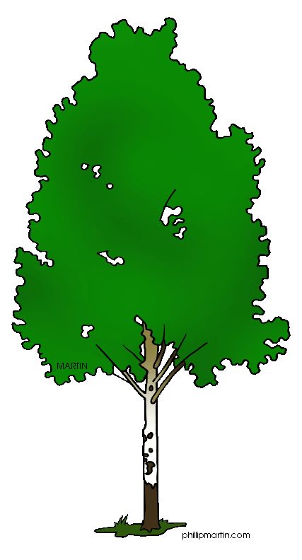 State Tree of New Hampshire.