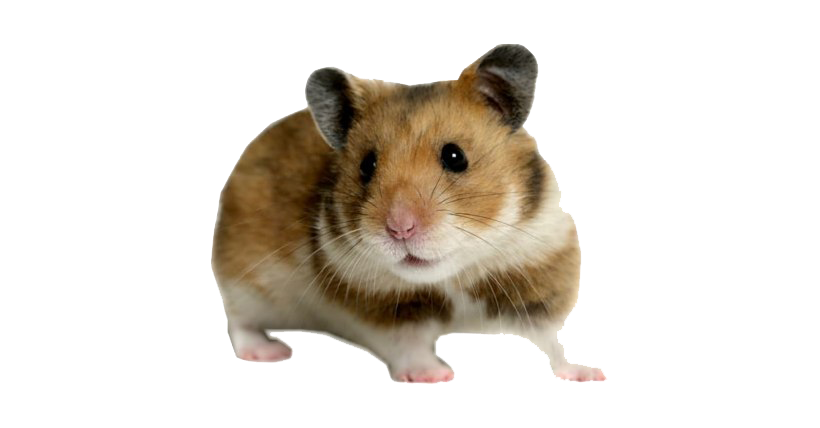 hamster png 10 free Cliparts | Download images on Clipground 2021