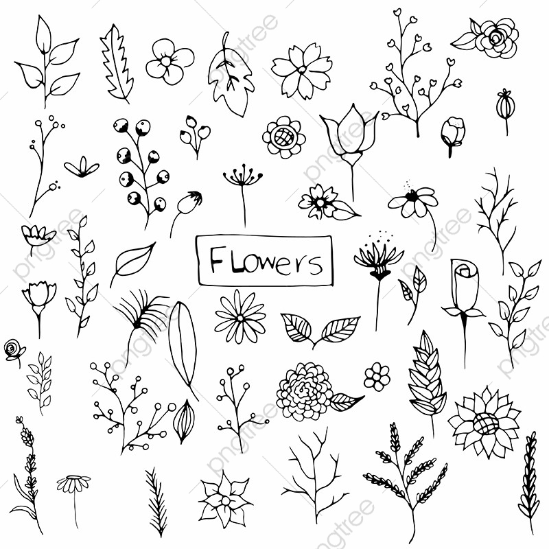 Hand Drawn Flowers Pack, Hand Drawn, Flowers, Flower PNG and Vector.