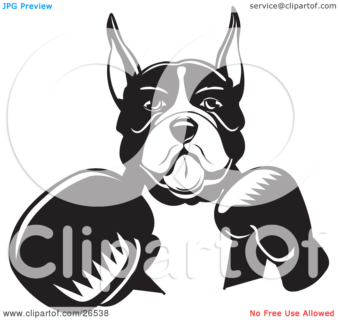 Clipart Illustration of a Boxer Dog With Cropped Ears, Fighting.