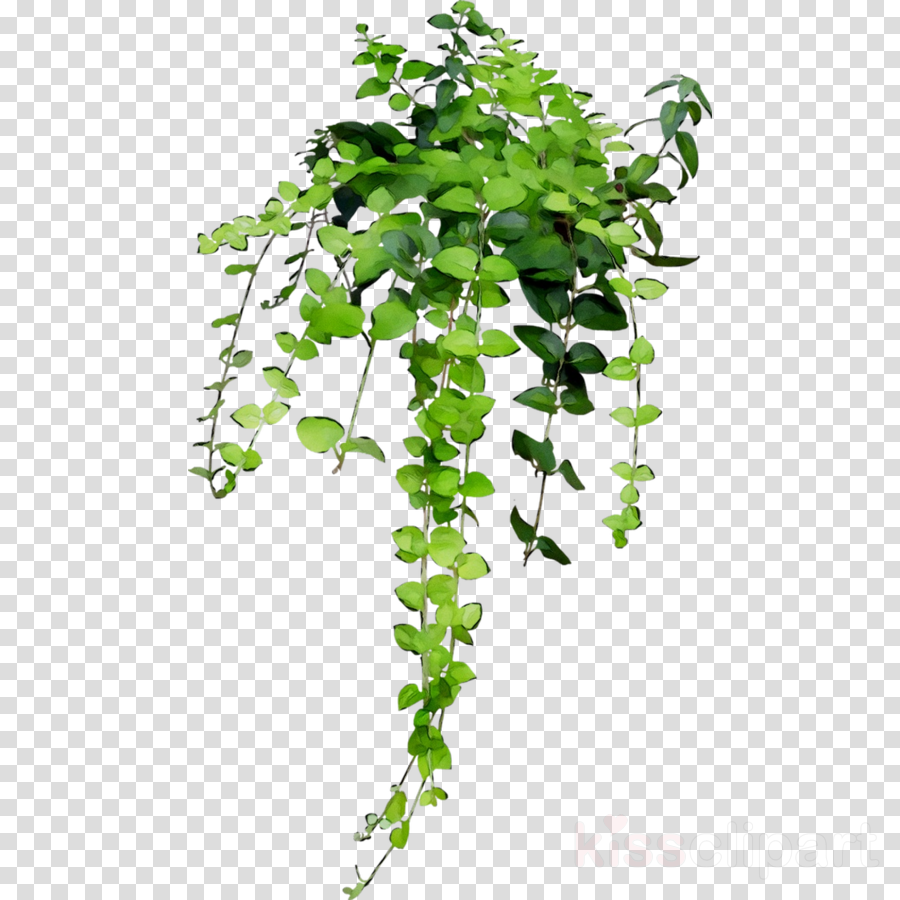 Hanging Ivy Clipart 10 Free Cliparts Download Images On Clipground 2024