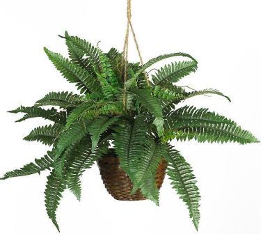 Hanging Fern Clipart.