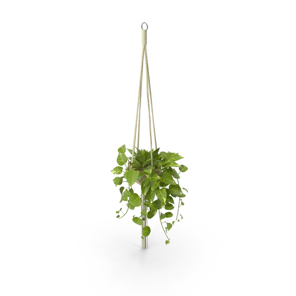 hanging plant png 10 free Cliparts | Download images on Clipground 2021