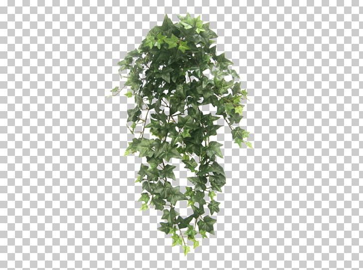 hanging plant png 10 free Cliparts | Download images on Clipground 2021