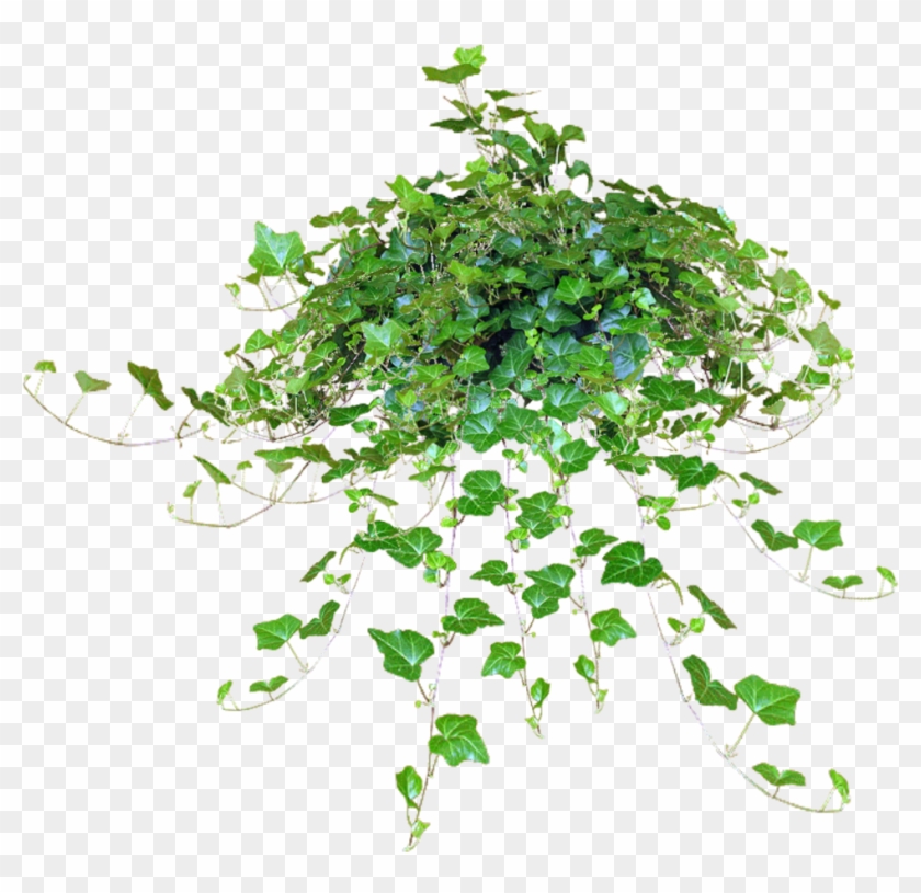 hanging plant png 10 free Cliparts | Download images on Clipground 2021