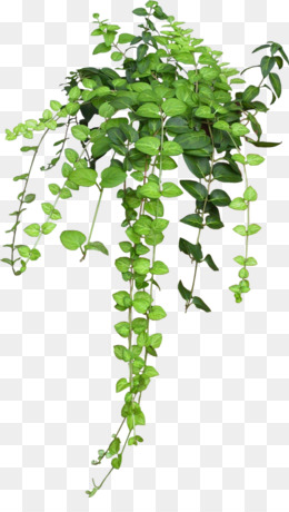 hanging plants clipart 10 free Cliparts | Download images on Clipground