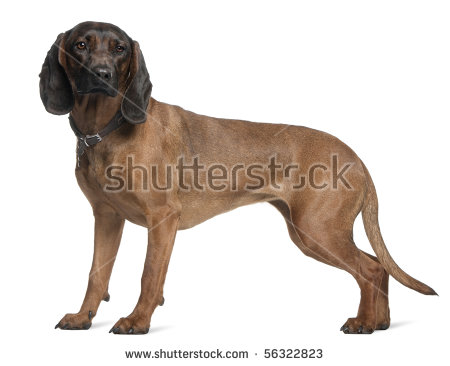 bavarian Mountain Hound