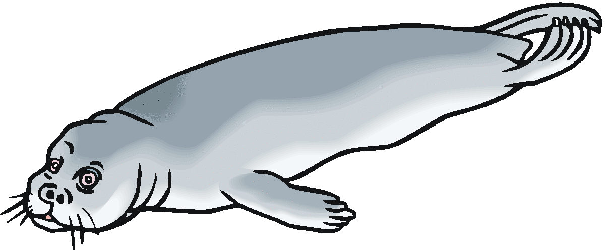 Seal swimming clipart.