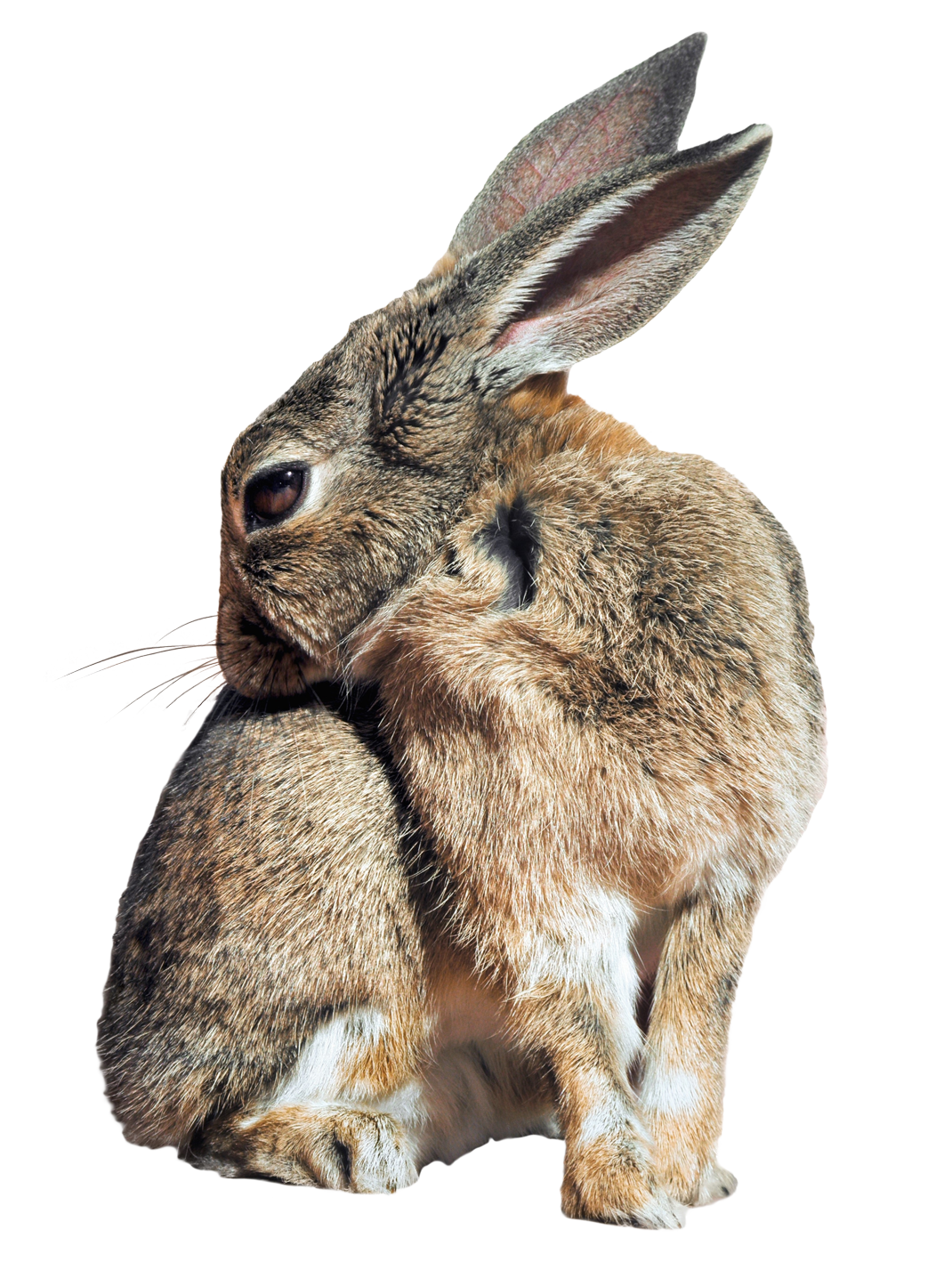 Bunny Rabbit PNG Image.