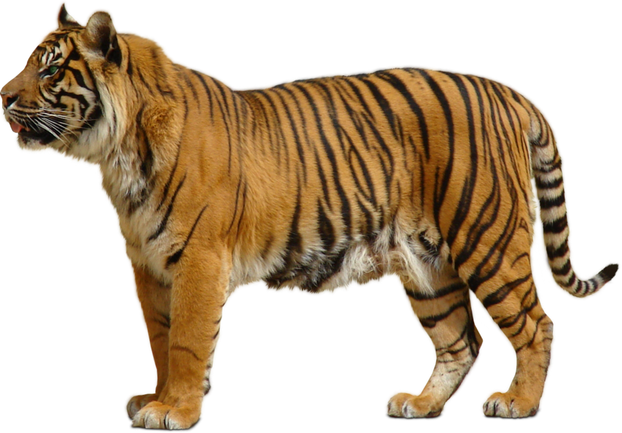  harimau png  10 free Cliparts Download images on 