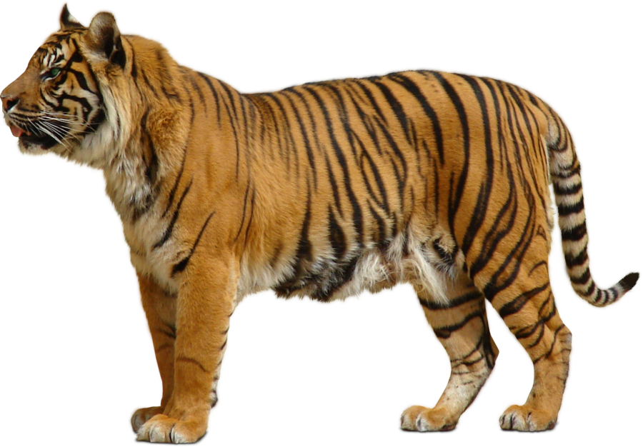 harimau png 10 free Cliparts Download images on 