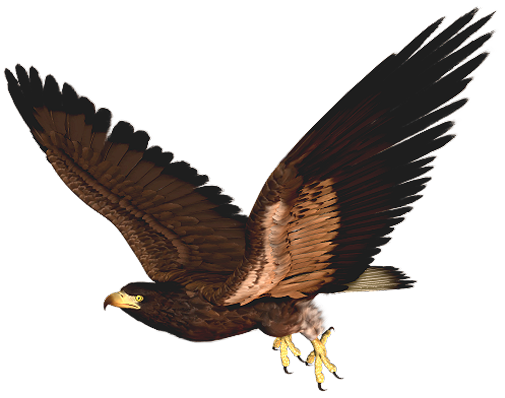 Best Hawk Clipart #17421.