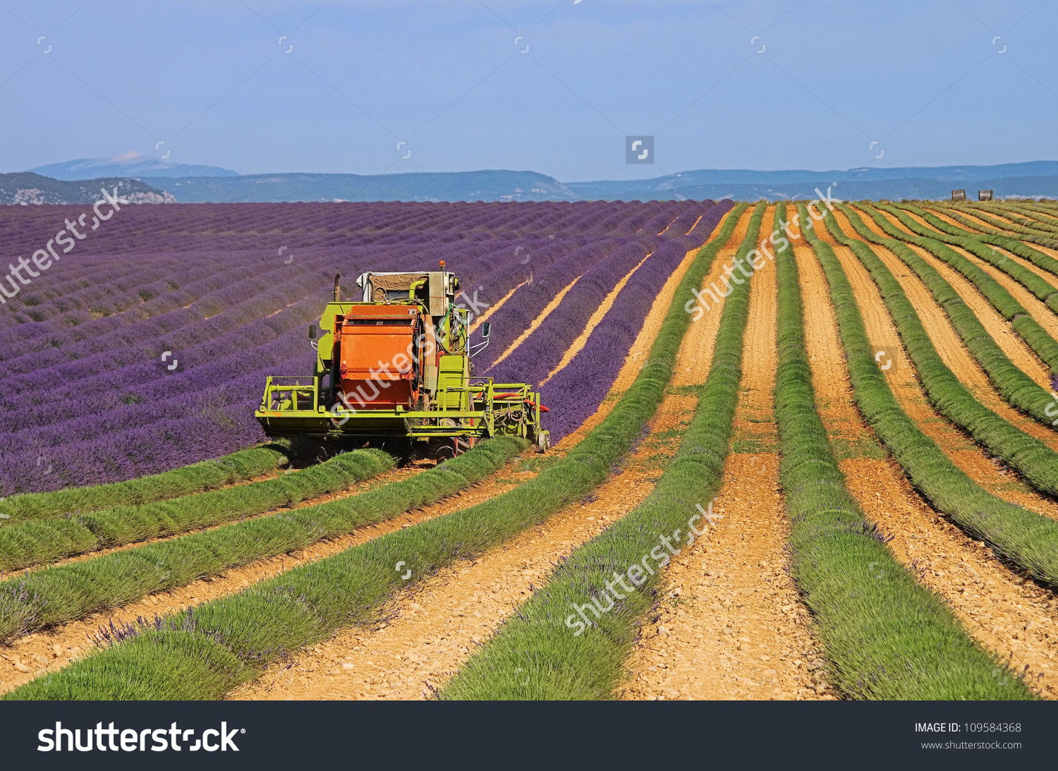 Lavender Field Harvest Stock Photo 109584368 : Shutterstock.