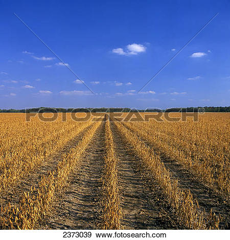 Stock Photograph of Agriculture.