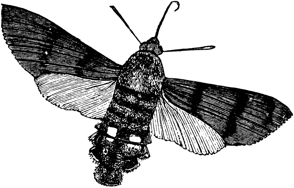 Hummingbird Hawk Moth.