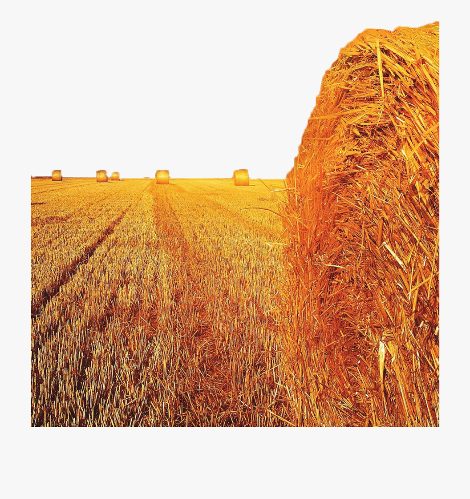 Wheat Clipart Hay Field.