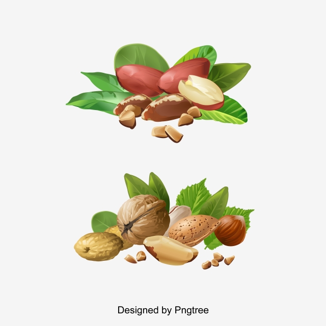 Hazelnut Png, Vector, PSD, and Clipart With Transparent Background.