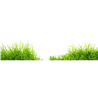 Download Grass Free PNG photo images and clipart.