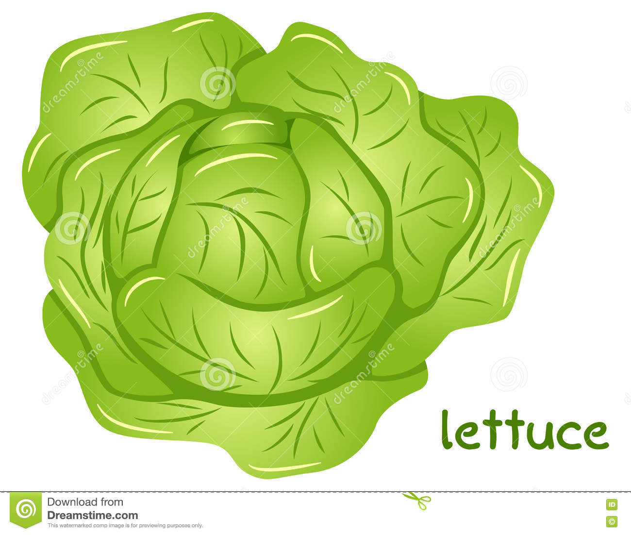 Head of lettuce clipart 20 free Cliparts | Download images on