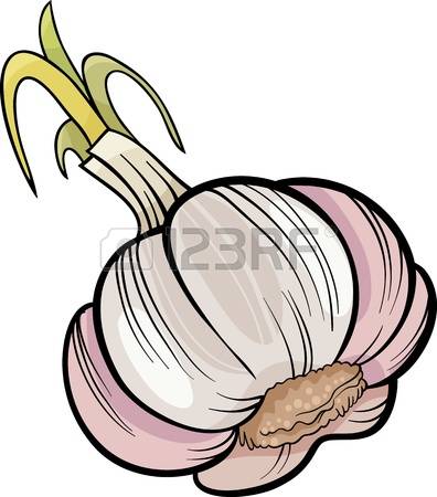 107 Head Of Garlic Cliparts, Stock Vector And Royalty Free Head Of.