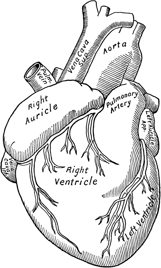 Coding Heart Anatomy Clipart.