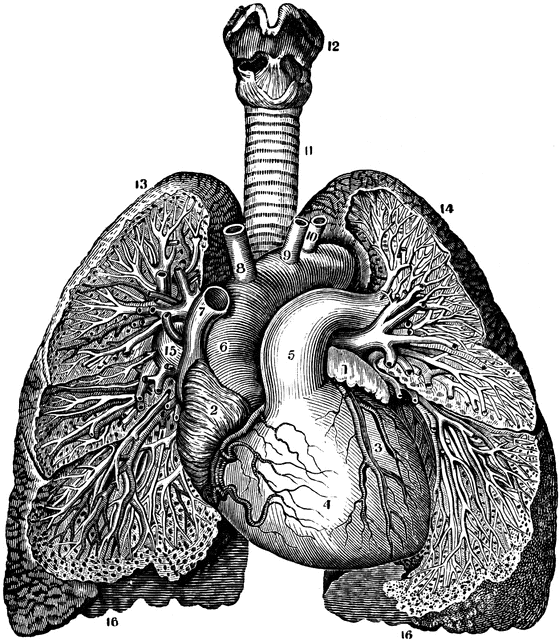 Relative Position of the Heart and Lungs.