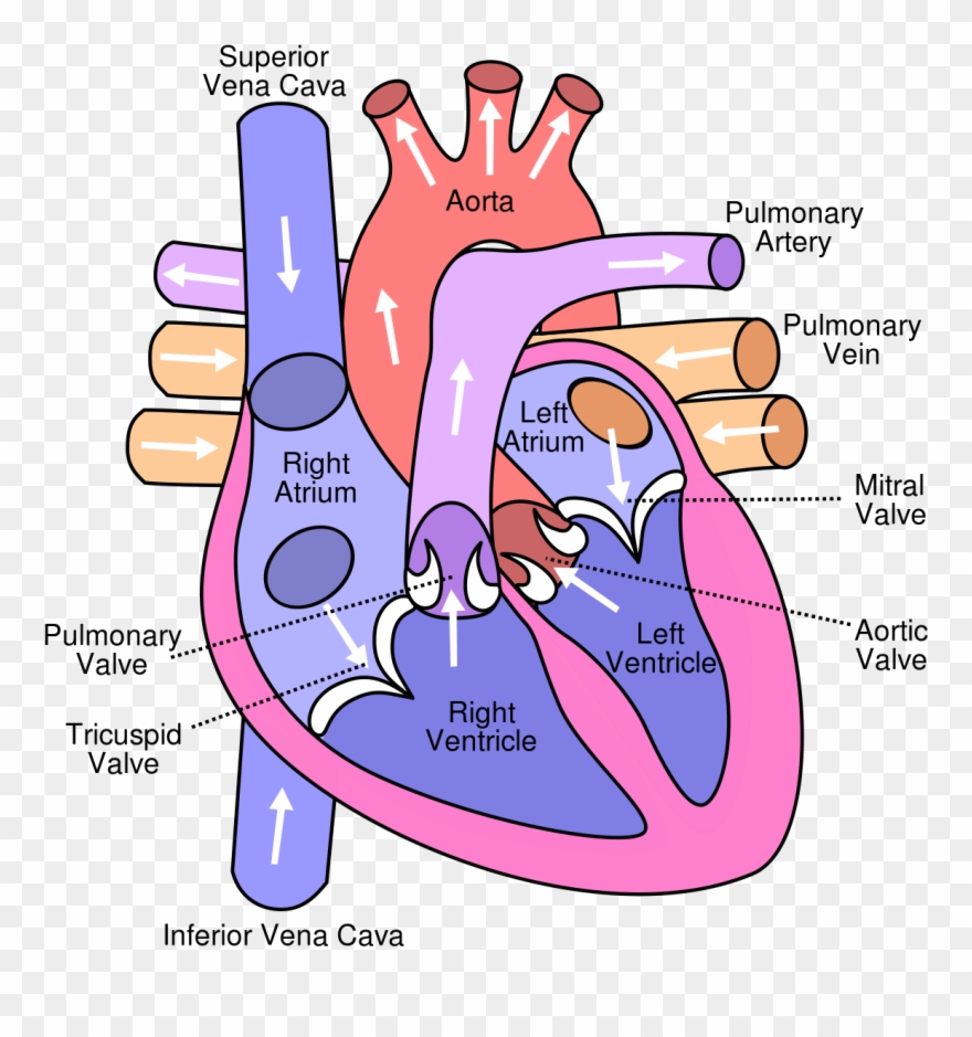 Heart Disease Can Occur In Different Parts Of The Heart.